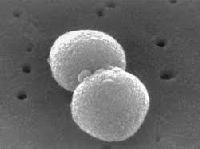 Експерти підійшли впритул до отримання першої вакцини проти стрептокока