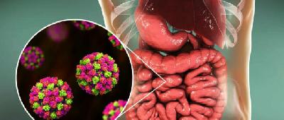 Здоров'я імунної системи людини напряму залежить від концентрації непатогенних грибків в кишківнику