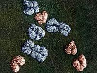 Тривалість життя безпосередньо пов'язана з генами