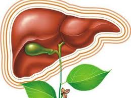 Штучна печінка - це вже реальність, кажуть вчені