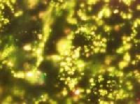 Золото зробить редагування генома більш простим завданням