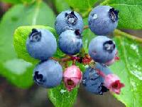 Флавоноїди не дадуть вам померти раніше терміну, заявляють дослідники