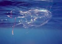 Протиотрута нового покоління врятує від смертельного контакту з медузою