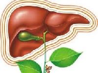 Штучна печінка - це вже реальність, кажуть вчені
