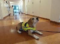 Пошук небезпечних легеневих інфекцій на себе візьмуть собаки