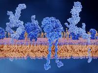 Boehringer ingelheim і Еnara bio досліджують «темні антигени»