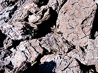 Серед копалин дослідники виявили агент, що діє проти небезпечного вірусу