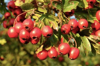 Серцева ягода. У чому користь глоду і в чому шкода