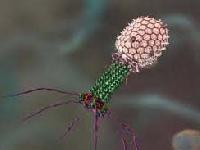 Антибактеріальний гель - потужна зброя проти найнебезпечніших інфекцій