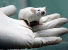 Неврологи пролили світло на новий метод боротьби з болями