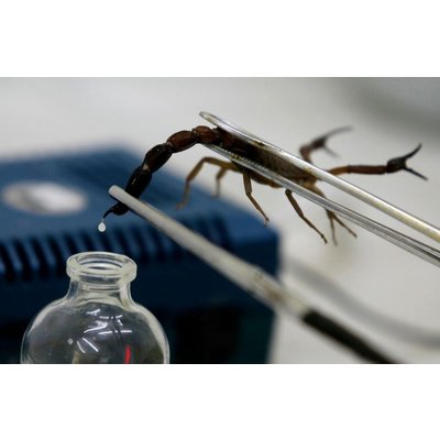 Для лікування інфарктів використовуватимуть отруту скорпіонів