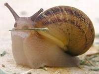 Равлики перевернуть лікування бактерій, стійких до антибіотиків