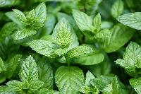 Чим корисна м'ята для здоров'я людини