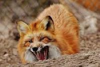 В Україні удвічі знизився рівень захворюваності на сказ