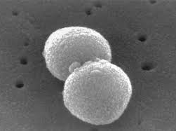 Експерти підійшли впритул до отримання першої вакцини проти стрептокока