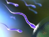 Вчені пролили світло на чоловіче безпліддя