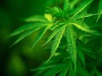 Марихуана викликає зниження фертильності у чоловіків і жінок