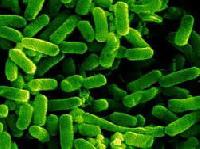 Особлива мікрофлора кишечника призводить до розвитку раку, показали дослідження