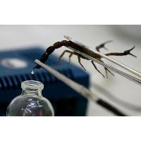 Для лікування інфарктів використовуватимуть отруту скорпіонів